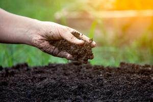 how to plant a golden weeping willow tree