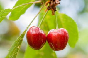 when to plant paulownia trees