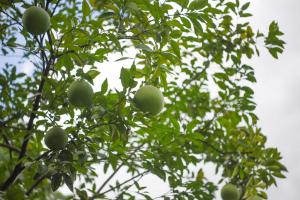 how far to space tomato plants in raised bed