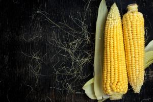 How to plant corn in saline alkali land