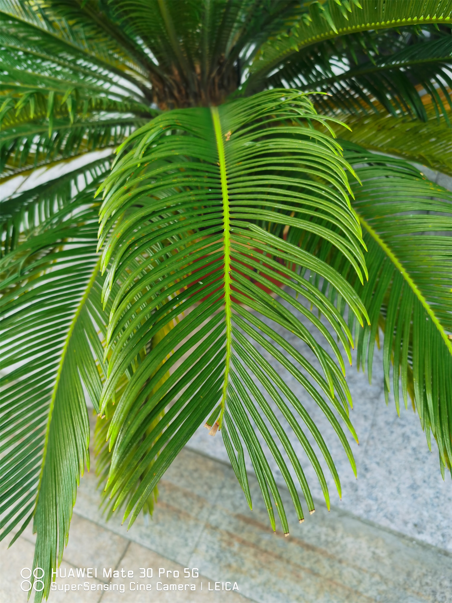 Cycas