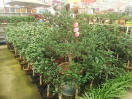 how many saplings per potted plant arecea