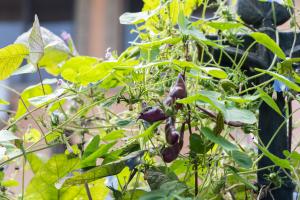 how long to leave ochard plants in water bowl