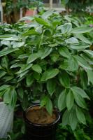 how many pot plants can you have legally