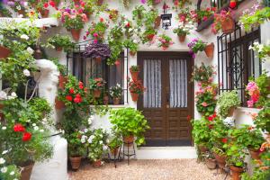 how often to water young tomato plants