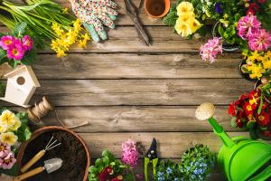 how to plant trailing lobelia in pots