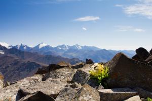 how does planting trees help biodiversity