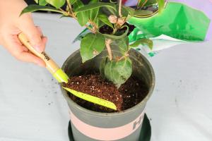 should you cut back a tomato plant