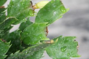 how far to plant trees from septic field