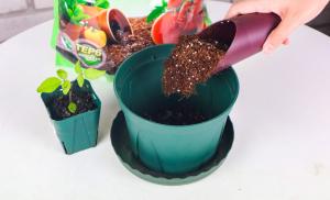 how many buds on a pot plant