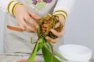 how to hide pot plants from parents