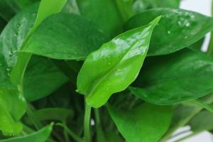 how often water bell pepper plants