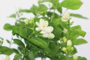 Is French perfume Jasmine topping?