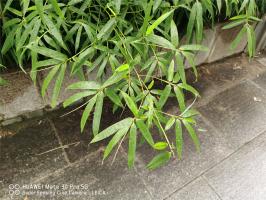 how often water mint plants