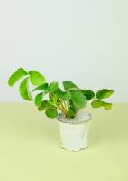 how often to water ivy plant indoors