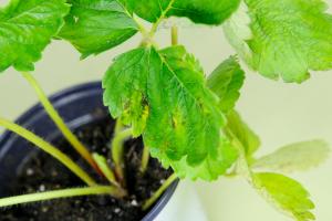 can you plant sedum in pots