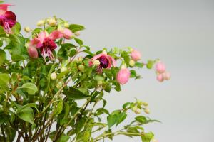 how do i start a tree planting campaign