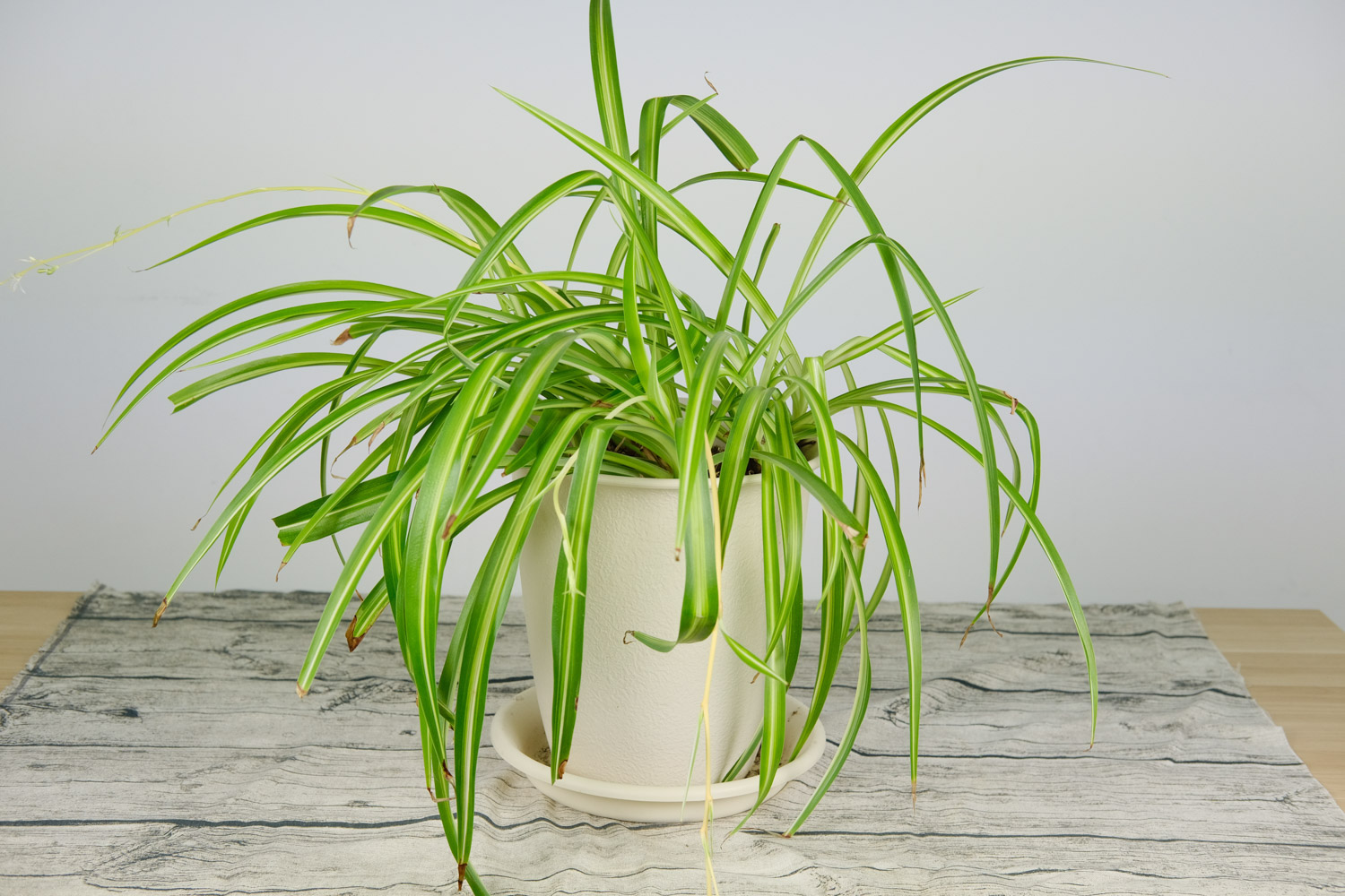 Chlorophytum