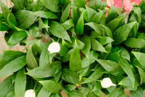 How does white crane taro breed