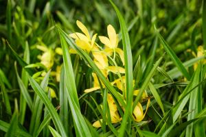 should umbrella plants be in a shallow pot