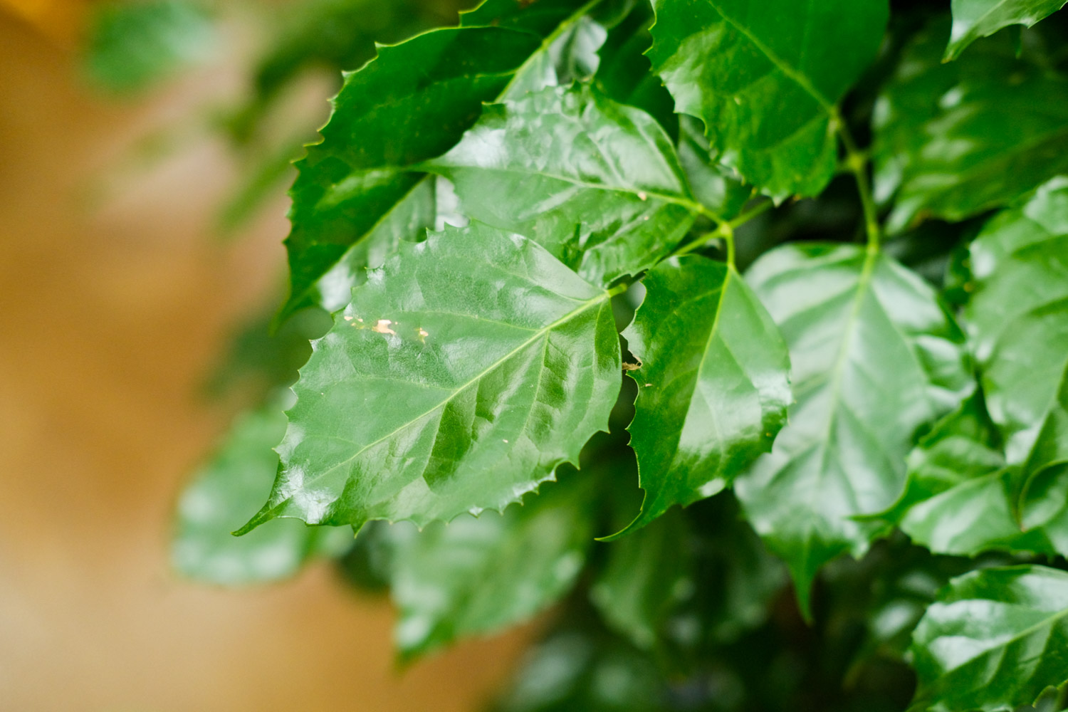 Green treasure tree