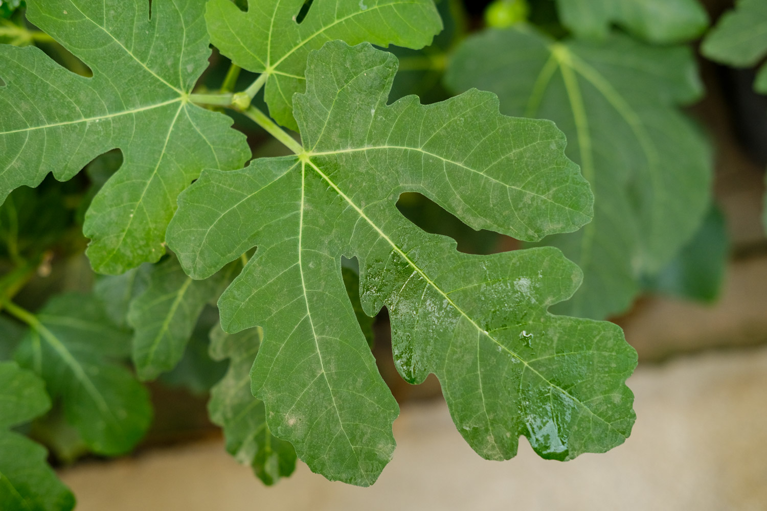 Fig