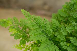 can you plant creeping jenny to hang down in pots