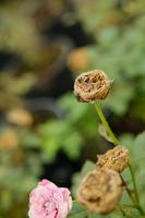 can gerbera daisies be planted in pots