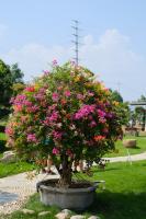 how to plant a clematis in a pot