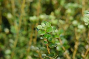 how do you apply neem oil to tomato plants