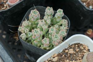 Effect and accelerating method of dry lignification of succulent roots