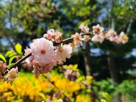 how long can plants store water