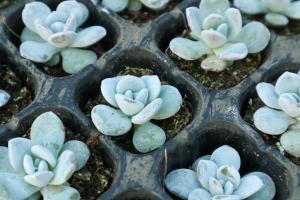 how many lavender plants can grow in one pot