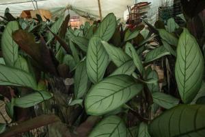 Planting method of new flying feather bamboo taro