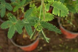 can potted gerbera daisies be planted outside