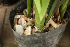 Correct method of watering orchids