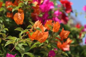 how to plant a small red maple tree