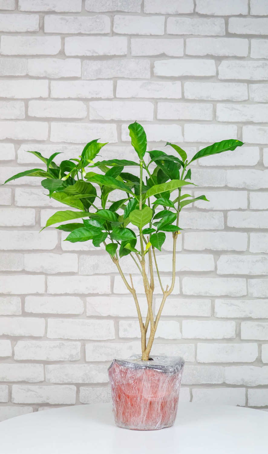 grape-jasmine