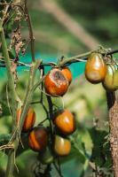 how many cherry tomato plants in a pot