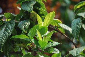 how do planting trees affect the soil