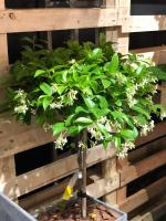 How to raise windmill Jasmine