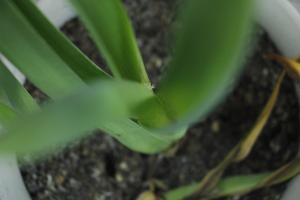 when and how to plant granny smith apple tree
