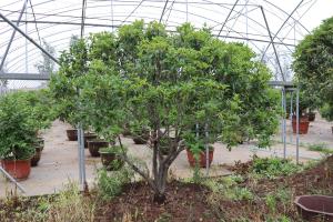 These branches of Osmanthus quickly pinch. After one month, they bloom and explode, and the aroma floats for 10 miles!