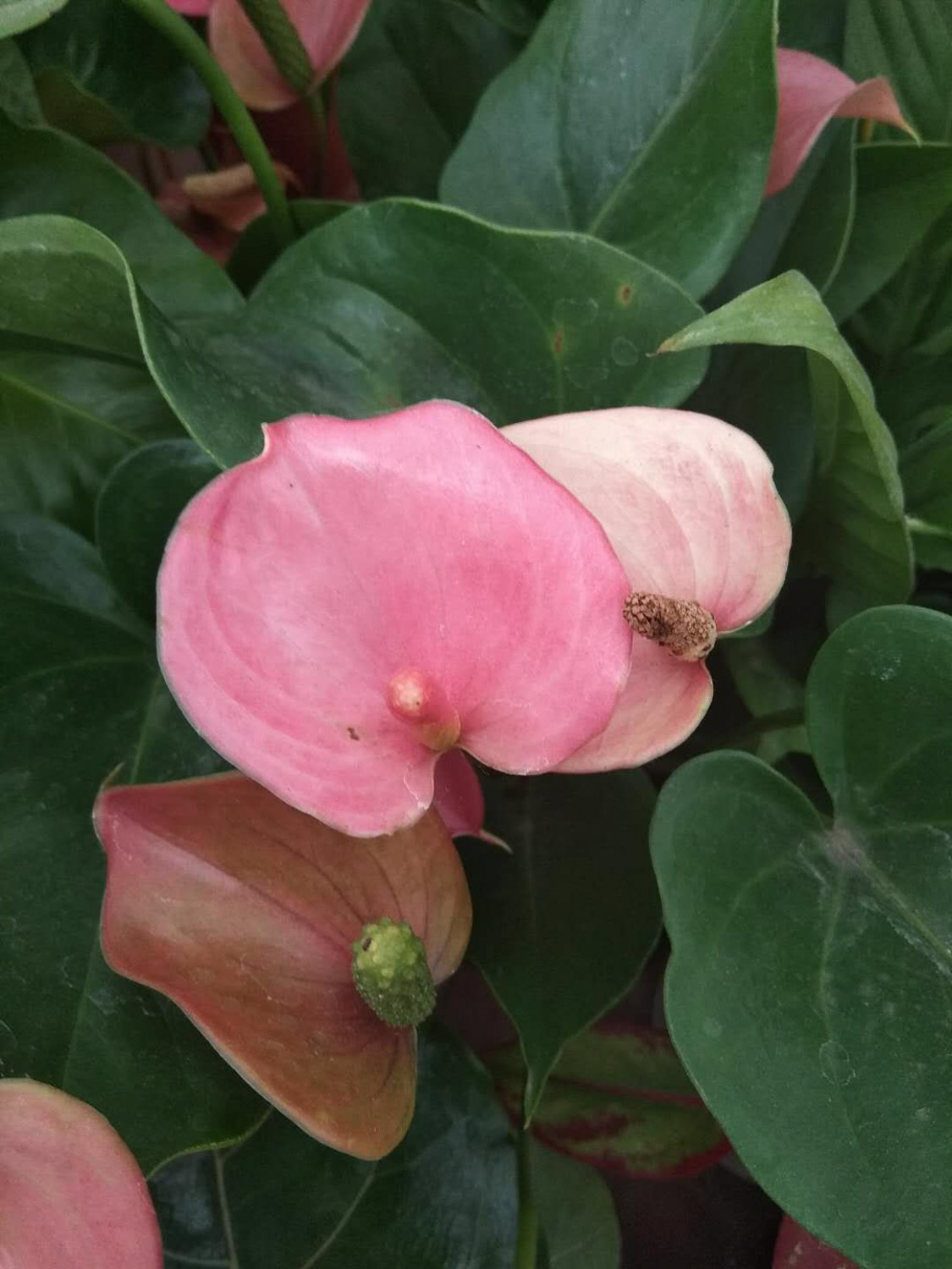 Anthurium
