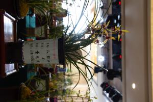 how does a plant maintain homeostasis water balance
