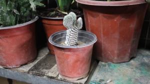 Propagation method of leaf cactus