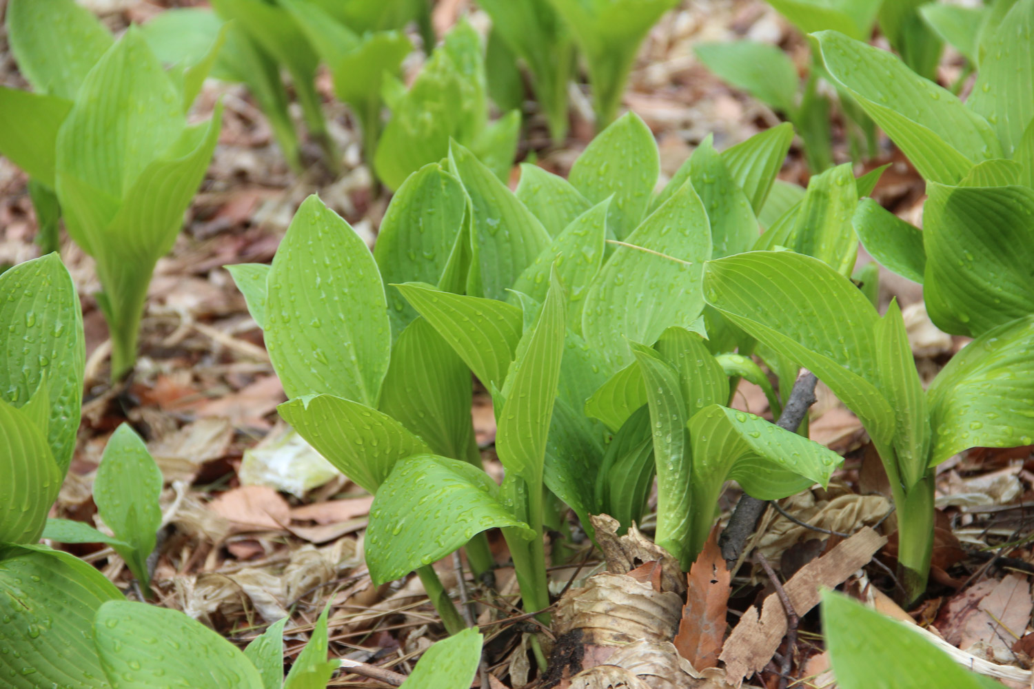 Hosta