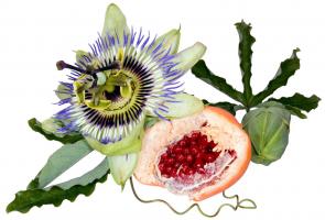 how to plant dahlia tubers in pots