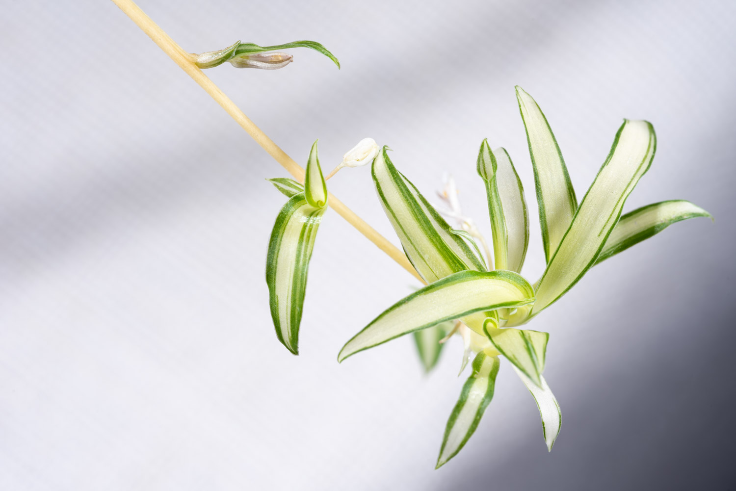 Chlorophytum