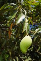 how long to tomato plants live